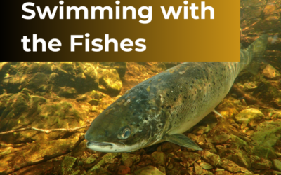 Swimming with the Fishes: Which Fish Is Right for Your Company?